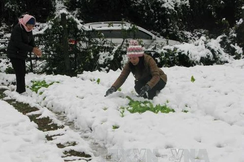 Nhân dân tại huyện Sapa đang thu dọn tuyết trên các vườn rau màu. (Ảnh: Lục Văn Toán/TTXVN)