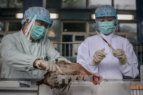 Cơ quan chức năng Hong Kong kiểm tra gia cầm tại khu vực giáp giới với Trung Quốc đại lục, một phần trong nỗ lực ngăn dịch cúm H7N9 lây lan. (Ảnh: AFP/TTXVN)