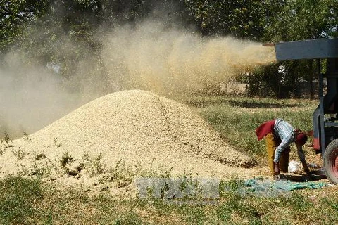 Nông dân làm việc trên cánh đồng lúa mỳ ở Palaj, Ấn Độ. (Ảnh: AFP/TTXVN)