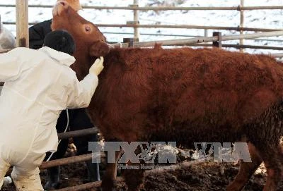 Bác sỹ thú y tiêm vắcxin cho bò tại một trang trại. Ảnh minh họa. (Nguồn: Yonhap/TTXVN)