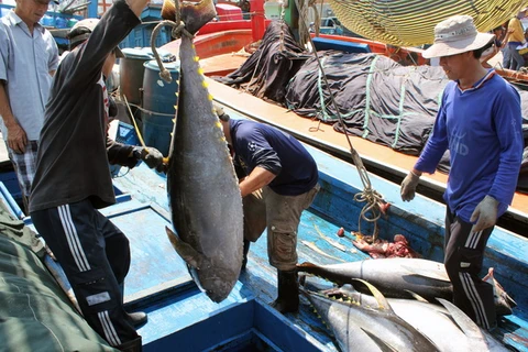Bình Định hỗ trợ ngư dân đánh bắt cá ngừ đại dương