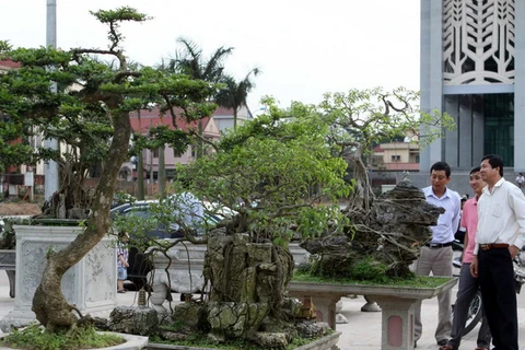117 nghệ nhân dự triển lãm cây cảnh 3 miền tại Huế