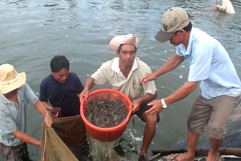 Chính sách tín dụng riêng cho người nuôi tôm và cá tra