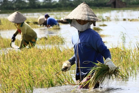 Gần 25 triệu USD hỗ trợ nông dân ứng phó biến đổi khí hậu