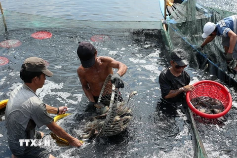 Tổ chức lại sản xuất thủy sản để nâng giá trị, phát triển bền vững