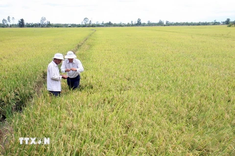 Tập trung nguồn lực để đạt chỉ tiêu thu mua lúa gạo tạm trữ 