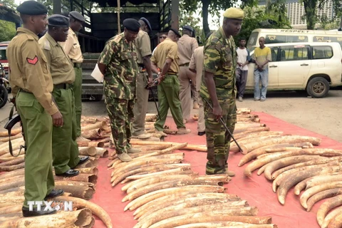 Châu Phi vượt châu Á về số vụ bắt giữ vận chuyển lậu ngà voi