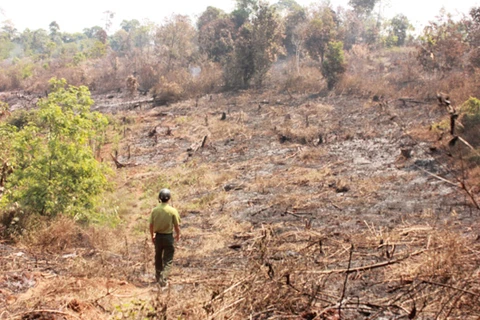 Đắk Nông: Rừng phòng hộ cảnh quan Quốc lộ 14 bị chặt phá