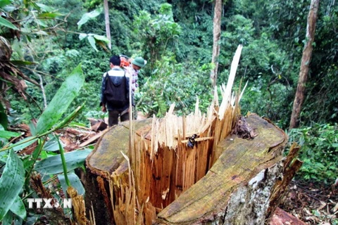 Đắk Nông khởi tố một phó giám đốc thuê người phá rừng