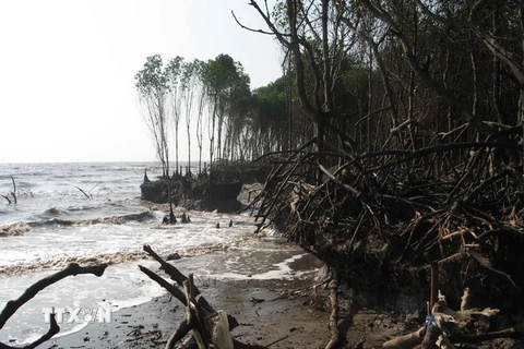 Tỉnh Kiên Giang có hơn 380km bờ sông, bờ biển bị sạt lở