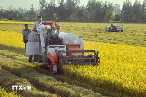 Cần Thơ: Lúa Thu Đông đầu vụ được mùa, bán với giá cao
