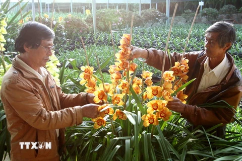 Ra mắt Quỹ hỗ trợ nông dân Đà Lạt trồng hoa xuất khẩu