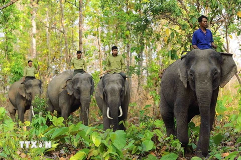 Đắk Nông khuyến cáo dân hạn chế đi lại trong rừng có voi hoạt động