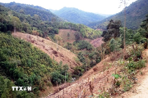 Đắk Lắk: Rừng thông phòng hộ Krông Búk cơ bản bị xóa sổ
