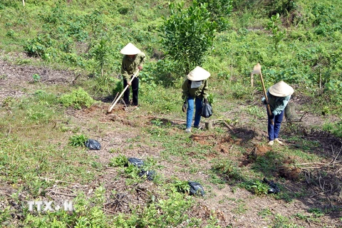 Thừa Thiên-Huế trồng mới 4.500ha rừng bằng nuôi cấy mô