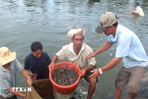 Cà Mau phấn đấu đạt 1,3 tỷ USD kim ngạch xuất khẩu thủy sản