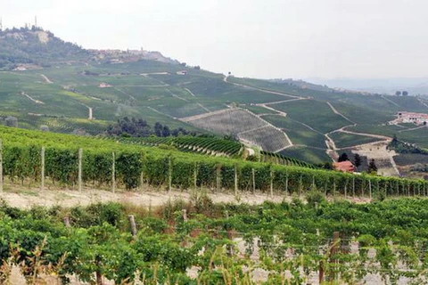 Diện tích đất nông nghiệp tại Italy đang ngày càng bị thu hẹp