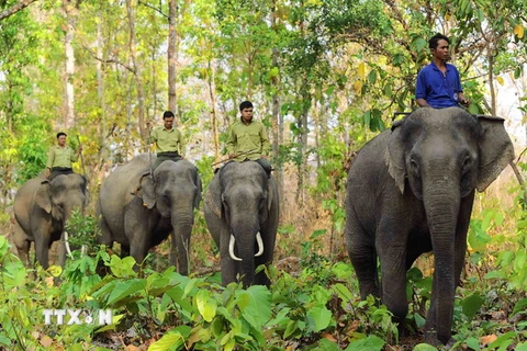 Đầu tư 74 tỷ đồng khẩn cấp bảo tồn voi rừng trên địa bàn Đồng Nai