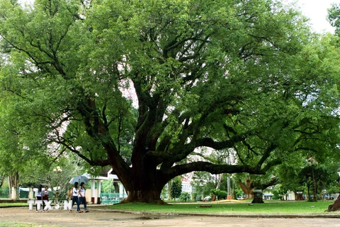 Đắk Lắk: Hai cây long não tại biệt điện Bảo Đại là cây di sản