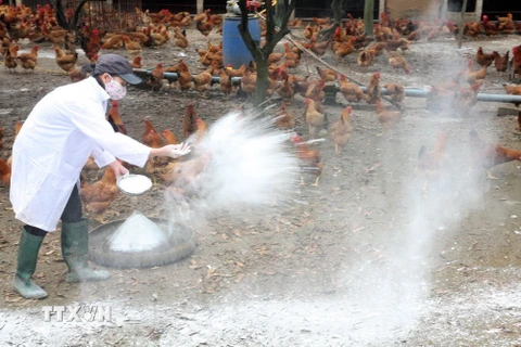Quảng Ngãi hủy 12.000 con chim cút bị nhiễm cúm A/H5N6