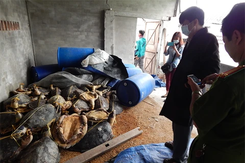 Phát hiện lượng lớn rùa biển khô cất giữ tại một hộ gia đình