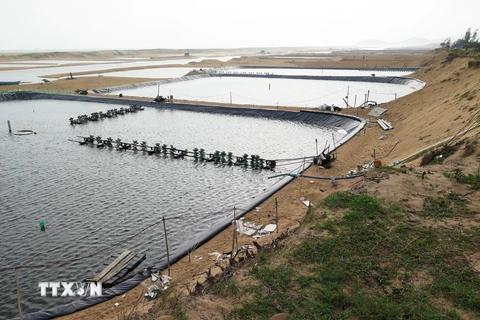 Phú Yên ngăn tình trạng lấn chiếm rừng phòng hộ đào hồ nuôi tôm