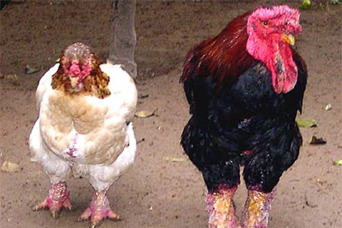 Chọn gà Đông Cảo đạt chuẩn để bảo tồn nguồn gen thuần chủng
