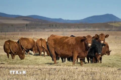 Xuất hiện trường hợp bò điên đầu tiên tại Canada kể từ 2011