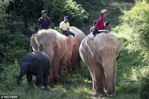 Myanmar là một trong những thành trì cuối cùng của voi châu Á