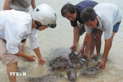 Phát hiện cá thể rùa biển có trọng lượng lớn ở phá Tam Giang