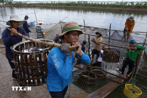 Brazil dỡ bỏ lệnh tạm đình chỉ nhập khẩu cá tra Việt Nam