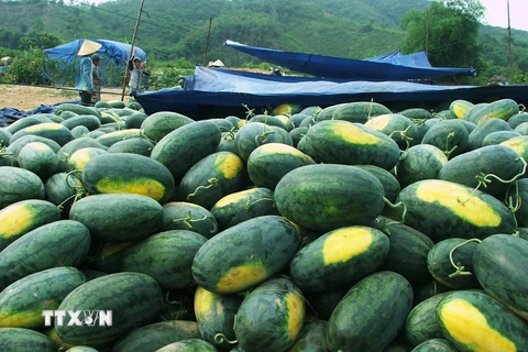 Nông dân Quảng Nam gặp nhiều khó khăn trong tiêu thụ dưa hấu