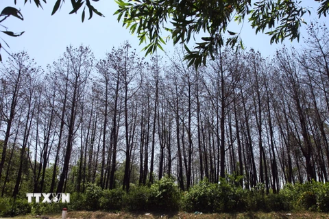 Rừng thông của người dân xã Cam Tuyền, huyện Cam Lộ, Quảng Trị, chết một phần do ảnh hưởng của nắng hạn. (Ảnh minh họa. Hồ Cầu/TTXVN)