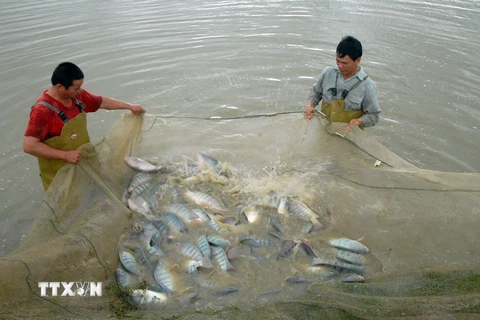 Thu hoạch cá rô phi thương phẩm tại phường Đông Mai, thị xã Quảng Yên, Quảng Ninh. (Ảnh: Quang Quyết/TTXVN)