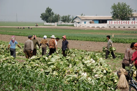 Người dân Triều Tiên thu hoạch rau. (Nguồn: en.wikipedia.org)