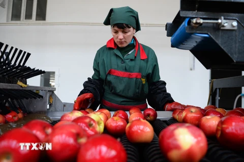 Công nhân phân loại hoa quả tại một kho hàng ở làng Bucovat, Moldova. (Nguồn: AFP/TTXVN)