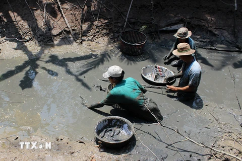 Đánh bắt cá đồng tại huyện Trần Văn Thời. (Ảnh: Thế Anh/TTXVN)