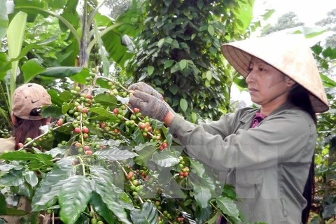 Thu hoạch càphê. (Nguồn: TTXVN)