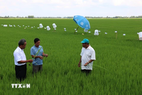 Dự án canh tác lúa giảm phát thải nhà kính cho hiệu quả thiết thực tại Kiên Giang. (Ảnh: Trường Giang/TTXVN)