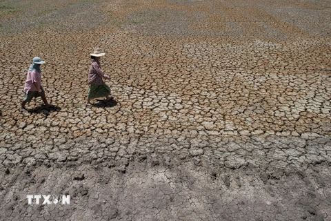 Cánh đồng tại huyện Bang Pla Ma, tỉnh Suphanburi bị khô hạn do thiếu nước. (Nguồn: AFP/TTXVN)