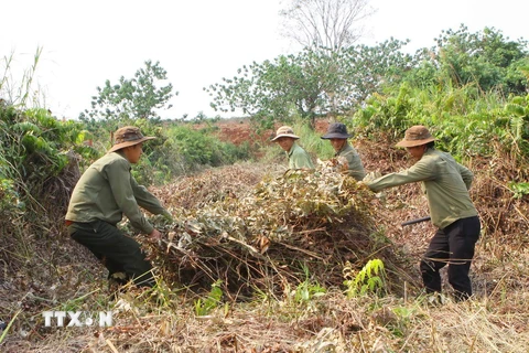 Phát quang bụi rậm, thu gom thực bì để đè phòng nguy cơ cháy. (Ảnh minh họa. Dương Giang/TTXVN)