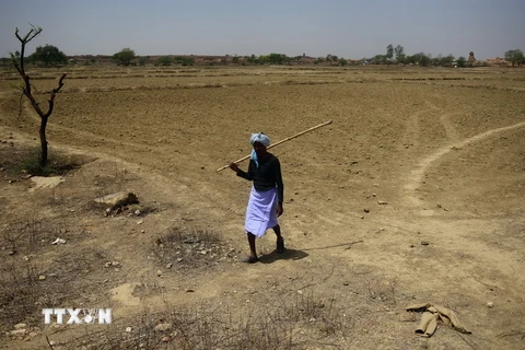 Những cánh đồng bị bỏ hoang do thiếu nước và thời tiết nắng nóng kéo dài tại khu vực Shankargarh, Ấn Độ. (Nguồn: AFP/TTXVN)
