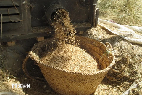 Hạt lúa được tuôn vào giỏ trong mùa gặt hàng năm ở Iran. (Nguồn: AFP/TTXVN)