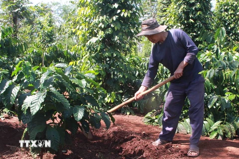 Nông dân chăm sóc cây cà phê. (Ảnh: Phạm Cường/TTXVN)