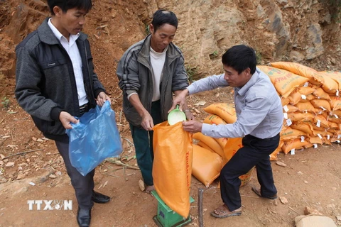 Hỗ trợ gạo cho người dân Sơn La. (Ảnh: Quý Trung/TTXVN)