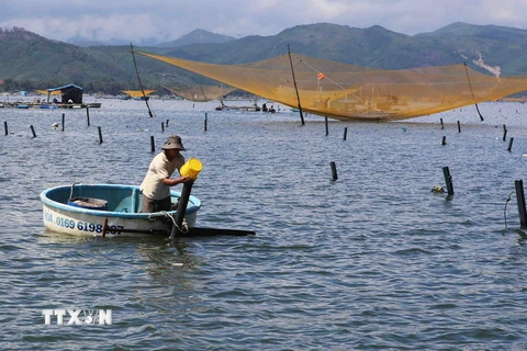Người dân thị xã Sông Cầu, Phú Yên chăm sóc các lồng nuôi tôm hùm. (Ảnh: Lê Lâm/TTXVN)
