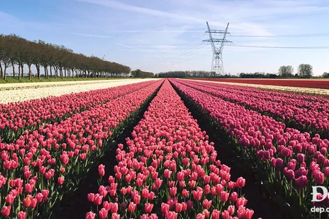 Vào mùa hoa tulip khoe sắc nở rộ, Hà Lan đẹp như tranh vẽ 