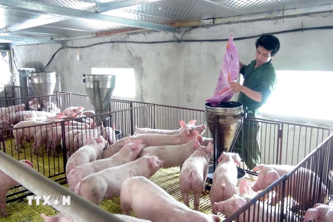 Một gia đình chăn nuôi lớn ở Nghệ An. (Ảnh: Tá Chuyên/TTXVN)
