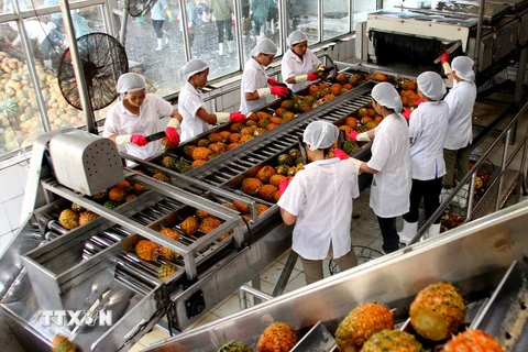 Chế biến dứa xuất khẩu tại Công ty Cổ phần Thực phẩm xuất khẩu Đồng Giao, tỉnh Ninh Bình. (Ảnh: Huy Hùng/TTXVN)