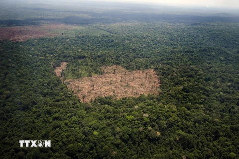 Một khu vực bị tàn phá tại rừng Amazon ở Para, Brazil ngày 14/10/2014. (Nguồn: AFP/TTXVN)